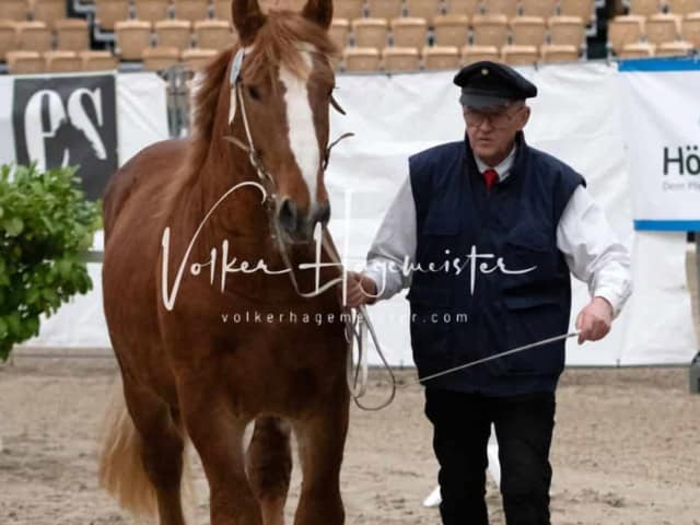 PSB Körung unsortiert 25