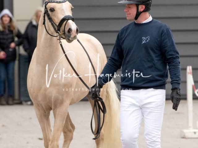 PSB Körung unsortiert 5