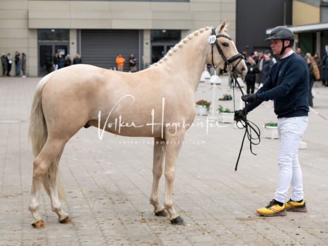 PSB Körung unsortiert 6