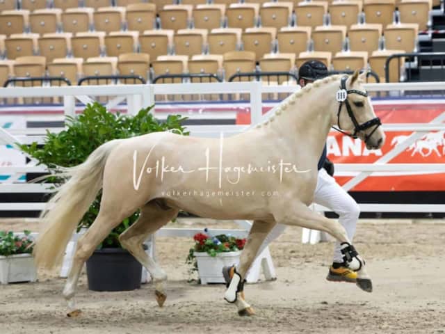 PSB Körung unsortiert 28