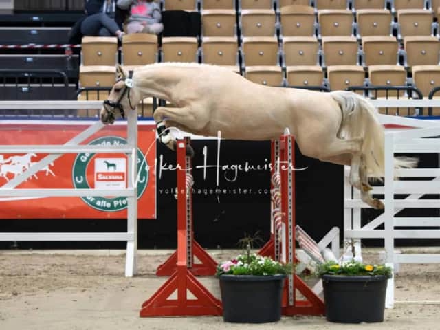 PSB Körung unsortiert 30