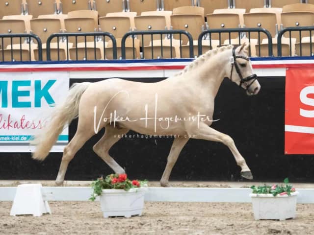 PSB Körung unsortiert 1