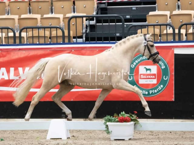 PSB Körung unsortiert 2