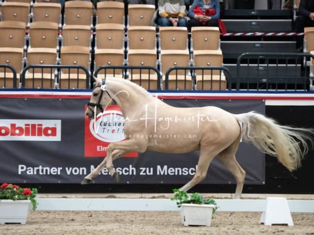 PSB Körung unsortiert 3