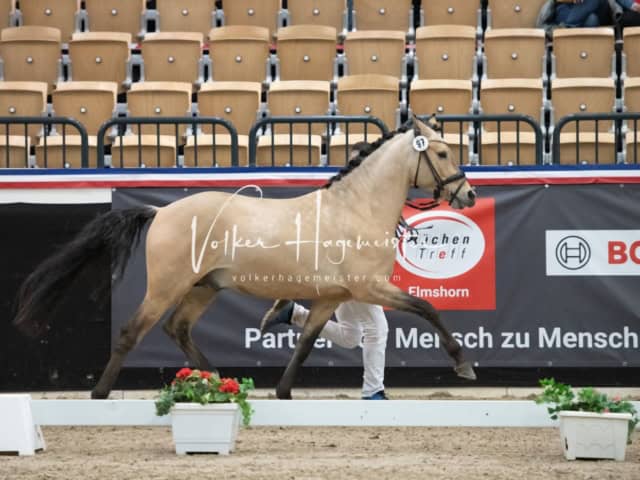 PSB Körung unsortiert 4