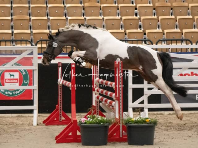 PSB Körung unsortiert 7