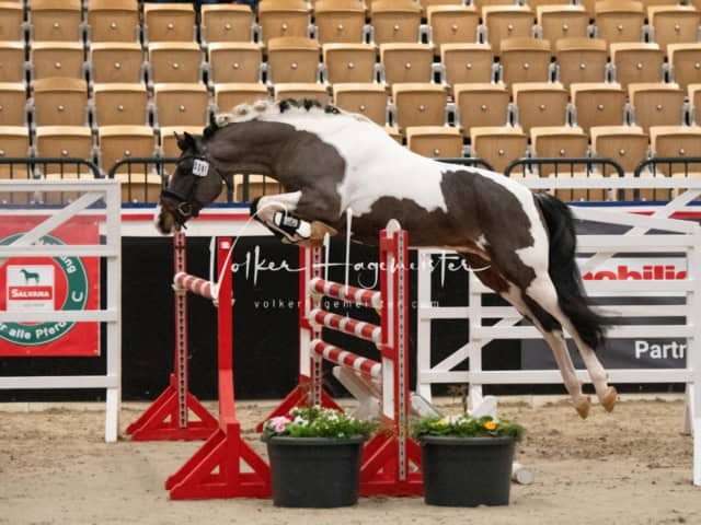 PSB Körung unsortiert 8