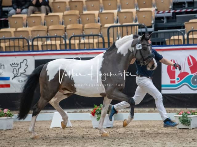 PSB Körung unsortiert 9
