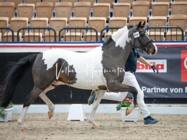 PSB Körung unsortiert 10