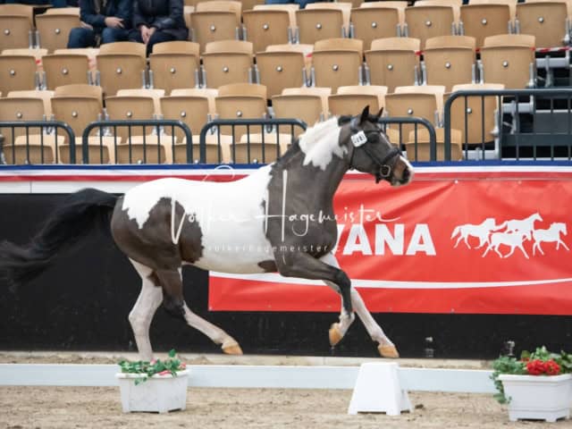 PSB Körung unsortiert 11
