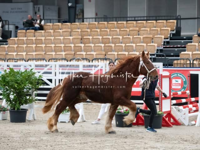 PSB Körung unsortiert 12