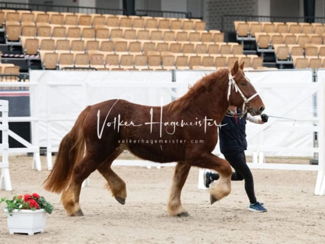 PSB Körung unsortiert 13