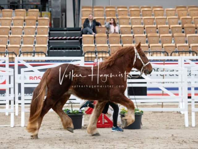 PSB Körung unsortiert 14