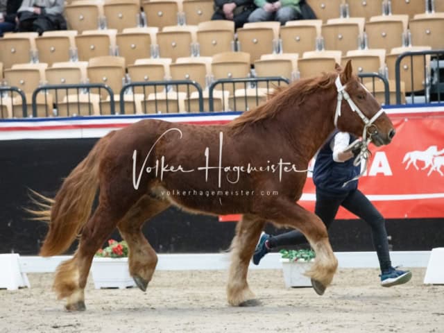 PSB Körung unsortiert 15