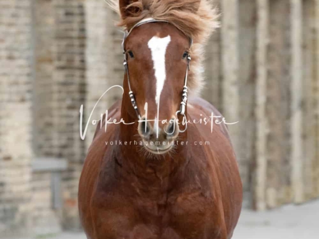 PSB Körung Sieger mehr folgt 16