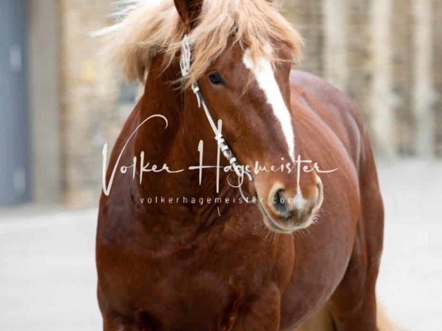 PSB Körung Sieger mehr folgt 17