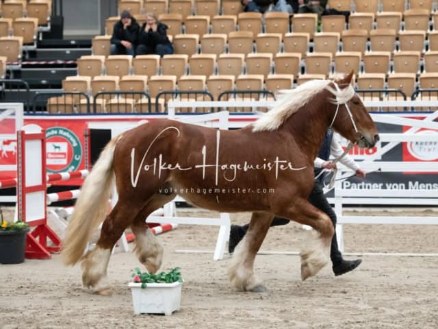 PSB Körung Sieger mehr folgt 18