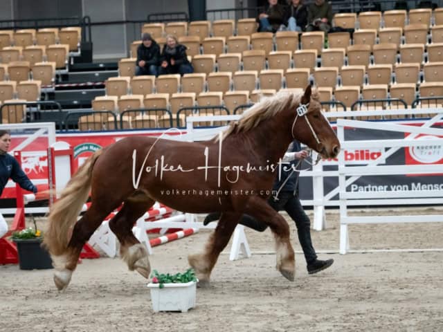 PSB Körung Sieger mehr folgt 19