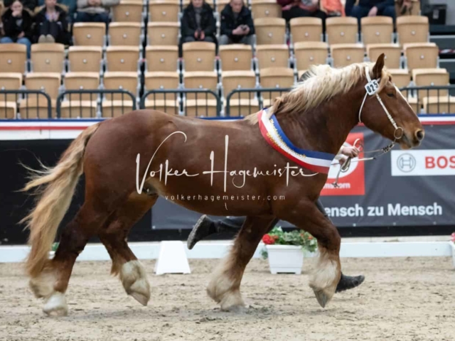 PSB Körung Sieger mehr folgt 20