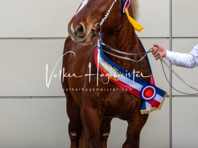 PSB Körung Sieger mehr folgt 21