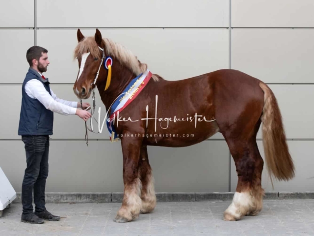 PSB Körung Sieger mehr folgt 22