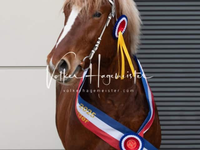 PSB Körung Sieger mehr folgt 23