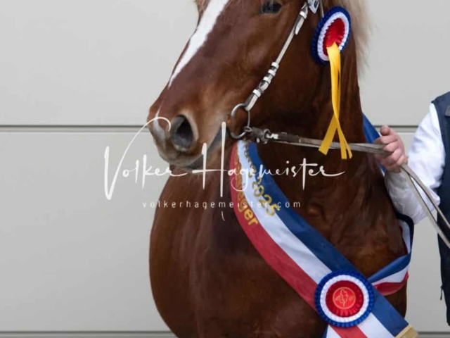 PSB Körung Sieger mehr folgt 24