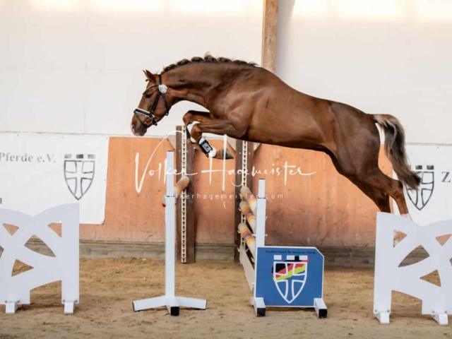 ZfdP Körung Kranichstein Ponys 2