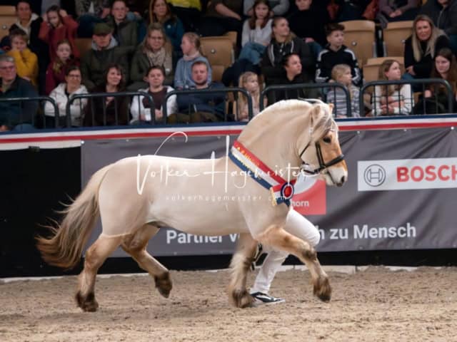 PSB Schaunachmittag 25