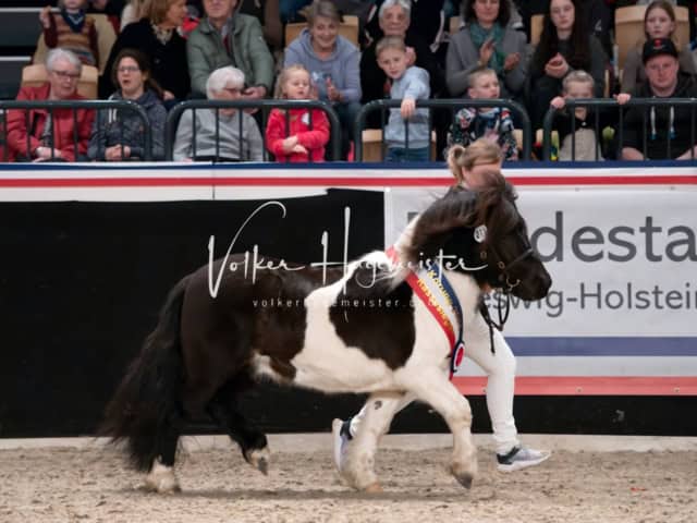 PSB Schaunachmittag 5