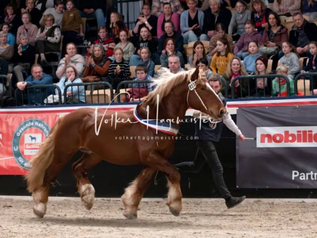 PSB Schaunachmittag 12