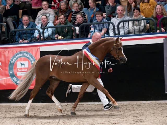 PSB Schaunachmittag 13