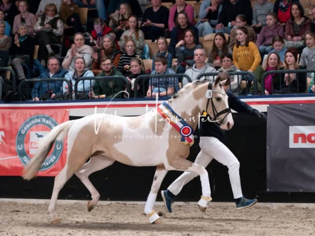 PSB Schaunachmittag 15