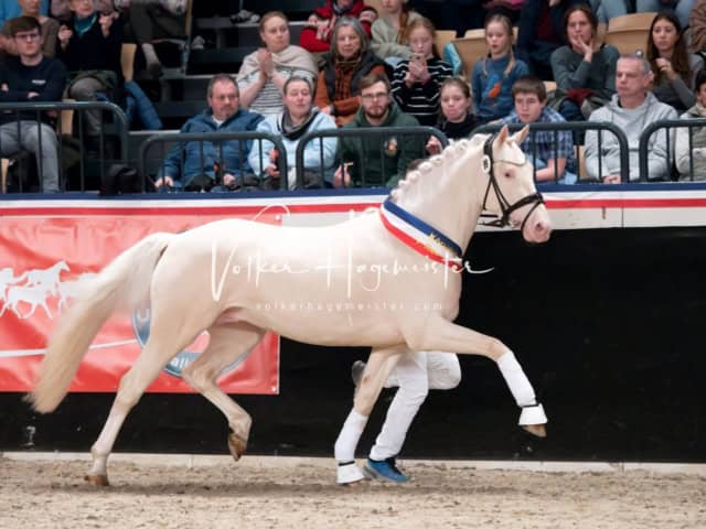 PSB Schaunachmittag 16