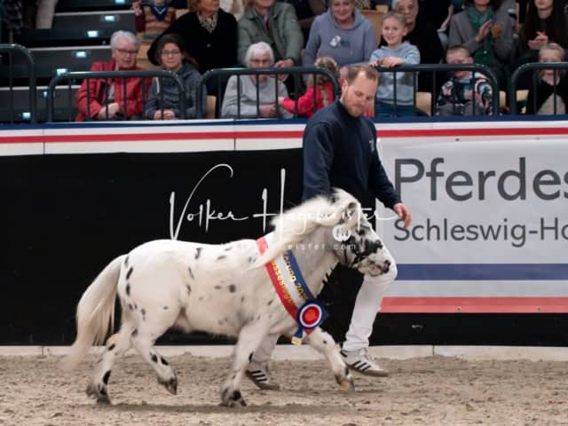 PSB Schaunachmittag 17