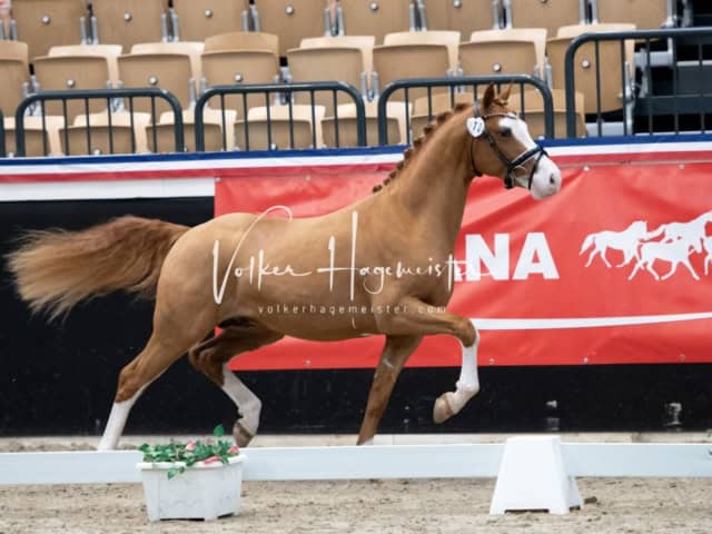 PSB Körung unsortiert 20