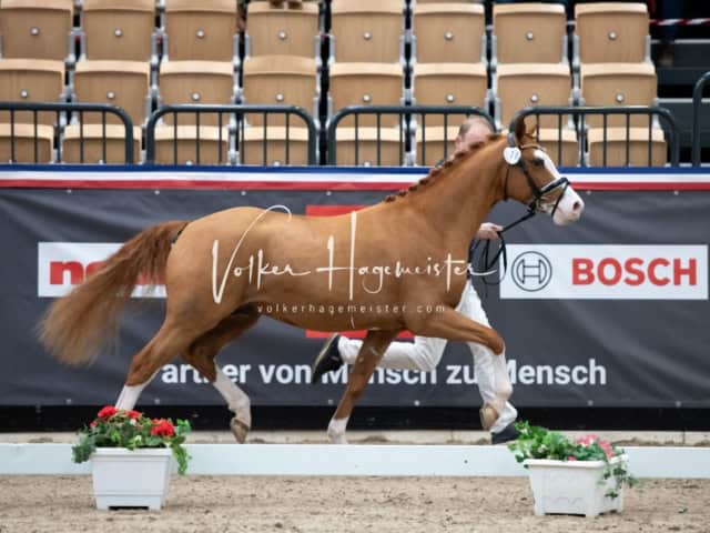 PSB Körung unsortiert 21