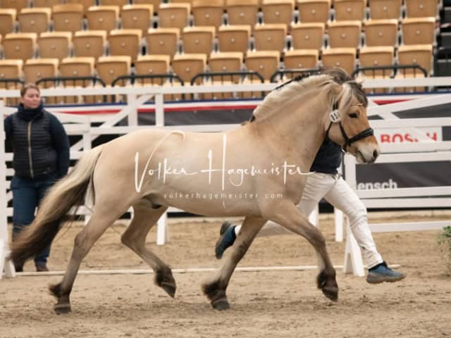 PSB Körung unsortiert 24