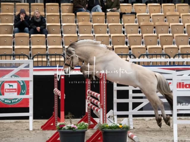 PSB Körung unsortiert 27