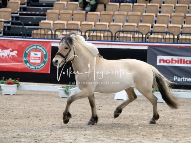 PSB Körung unsortiert 30