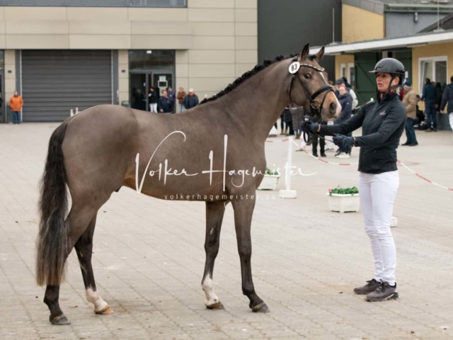 PSB Körung unsortiert 6