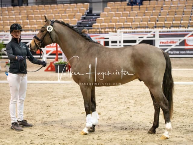 PSB Körung unsortiert 4