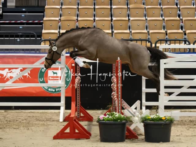 PSB Körung unsortiert 7