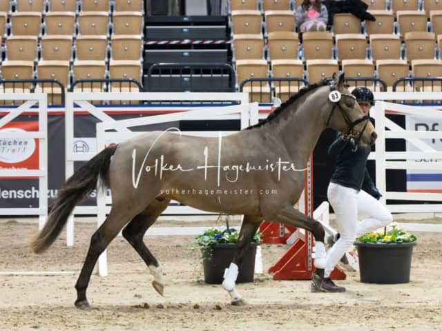 PSB Körung unsortiert 8