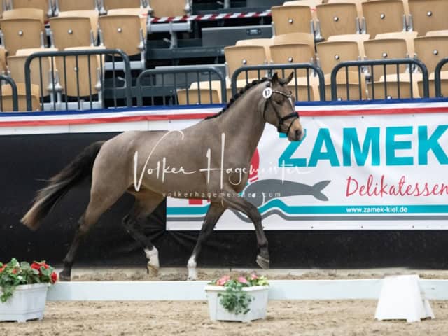 PSB Körung unsortiert 9