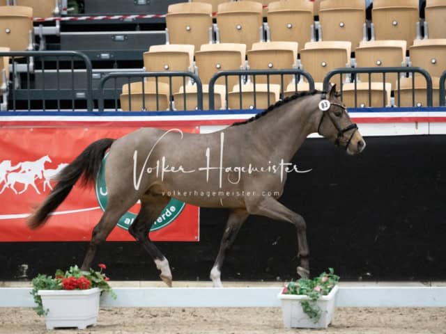 PSB Körung unsortiert 10