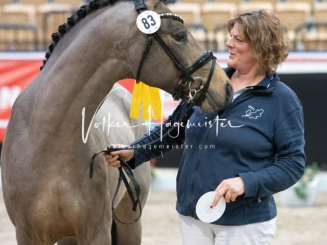 PSB Körung unsortiert 12