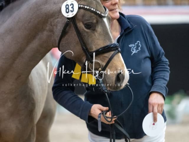 PSB Körung unsortiert 13