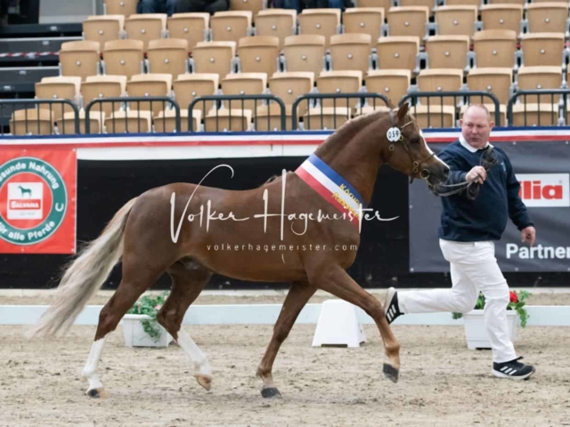 PSB Körung Sieger mehr folgt 26
