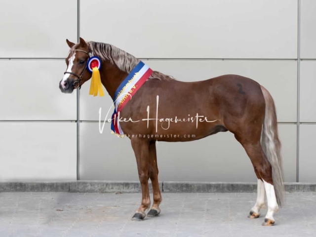 PSB Körung Sieger mehr folgt 27